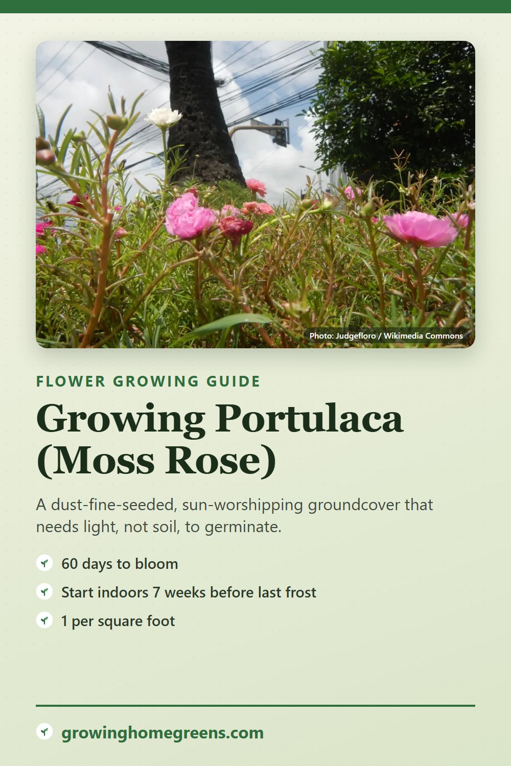 Portulaca (Moss Rose): growing guide