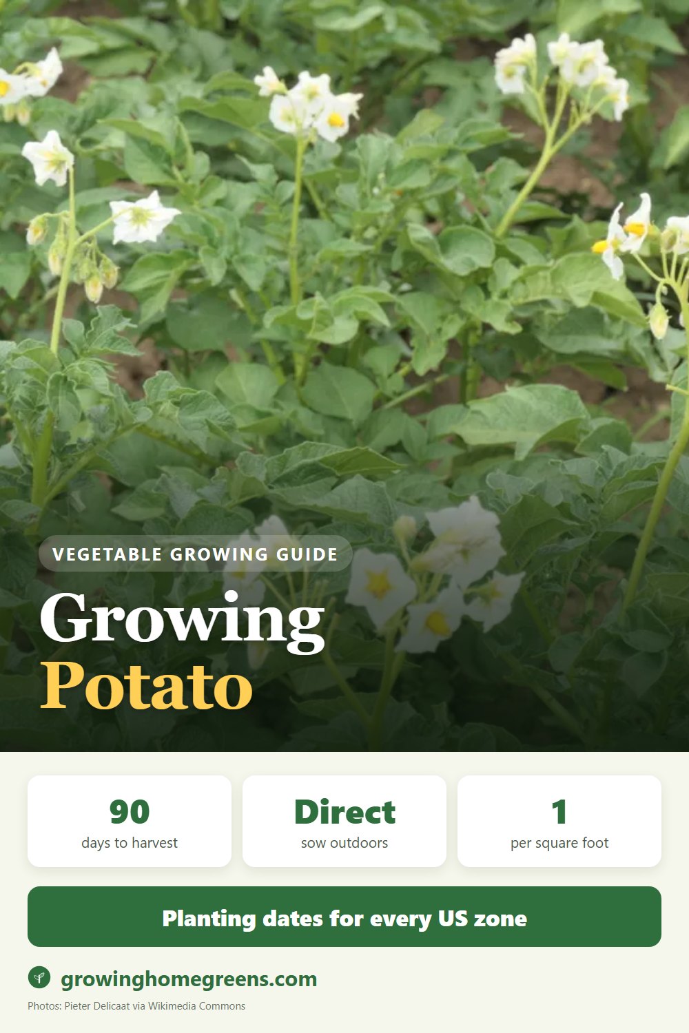 Potato: growing guide