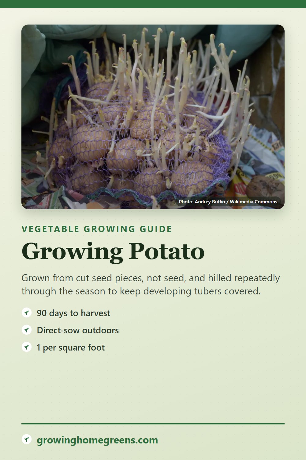 Potato: growing guide