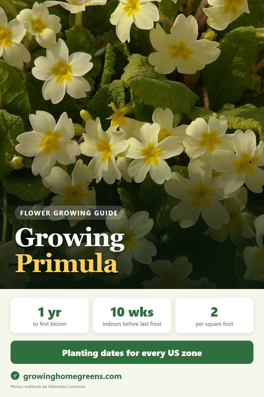 Primula: growing guide