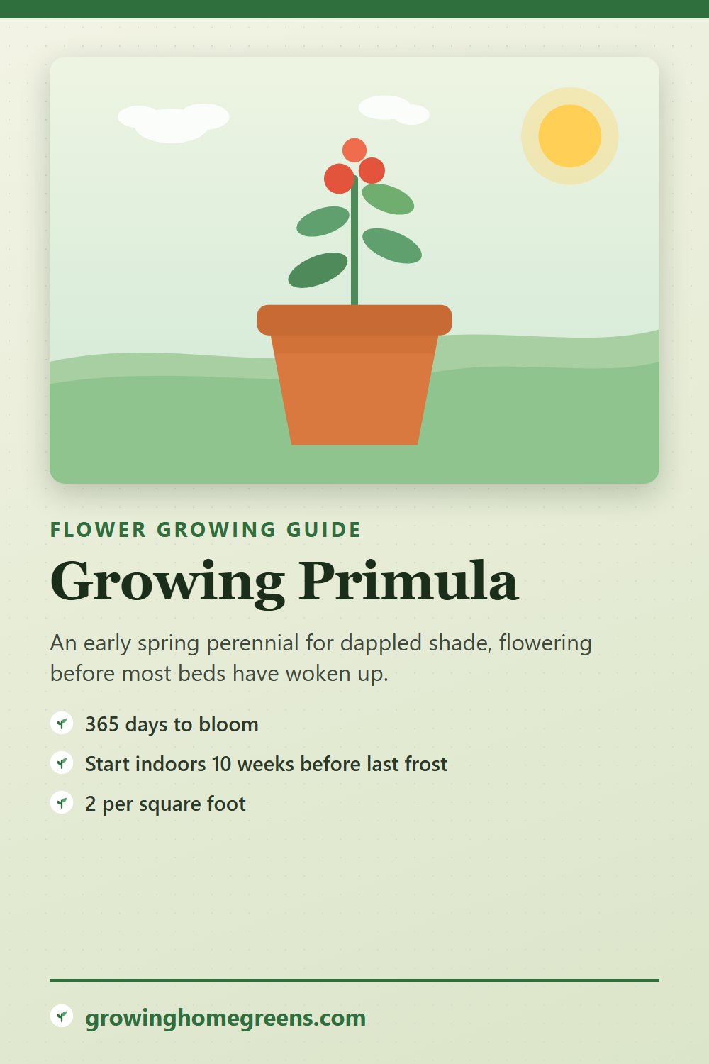 Primula: growing guide