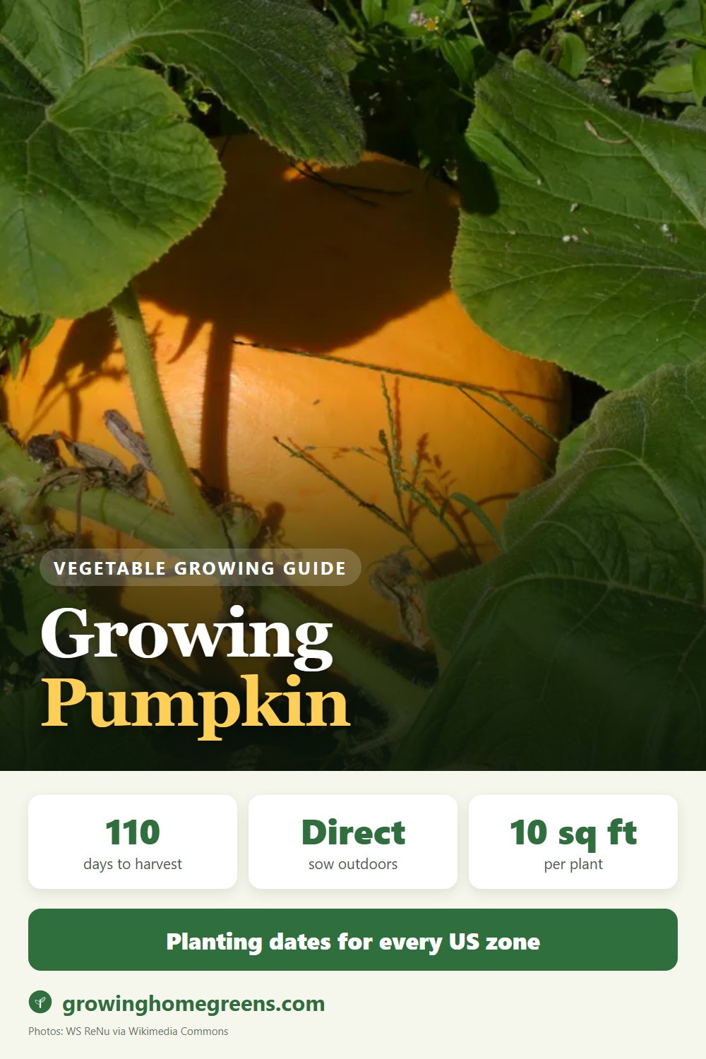 Pumpkin: growing guide