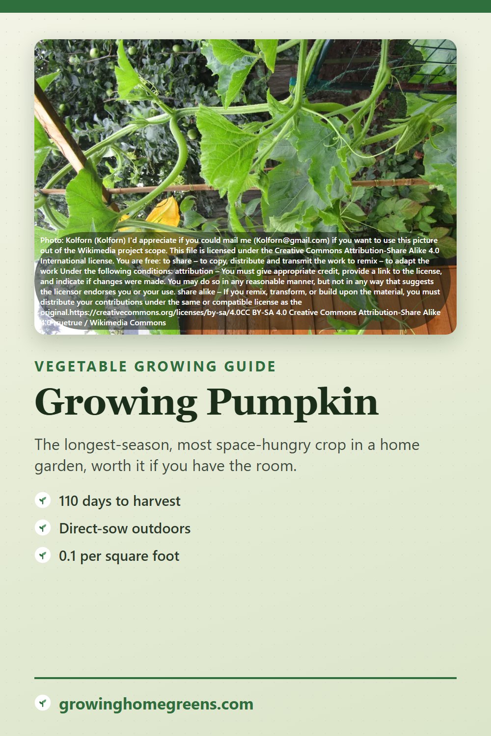 Pumpkin: growing guide