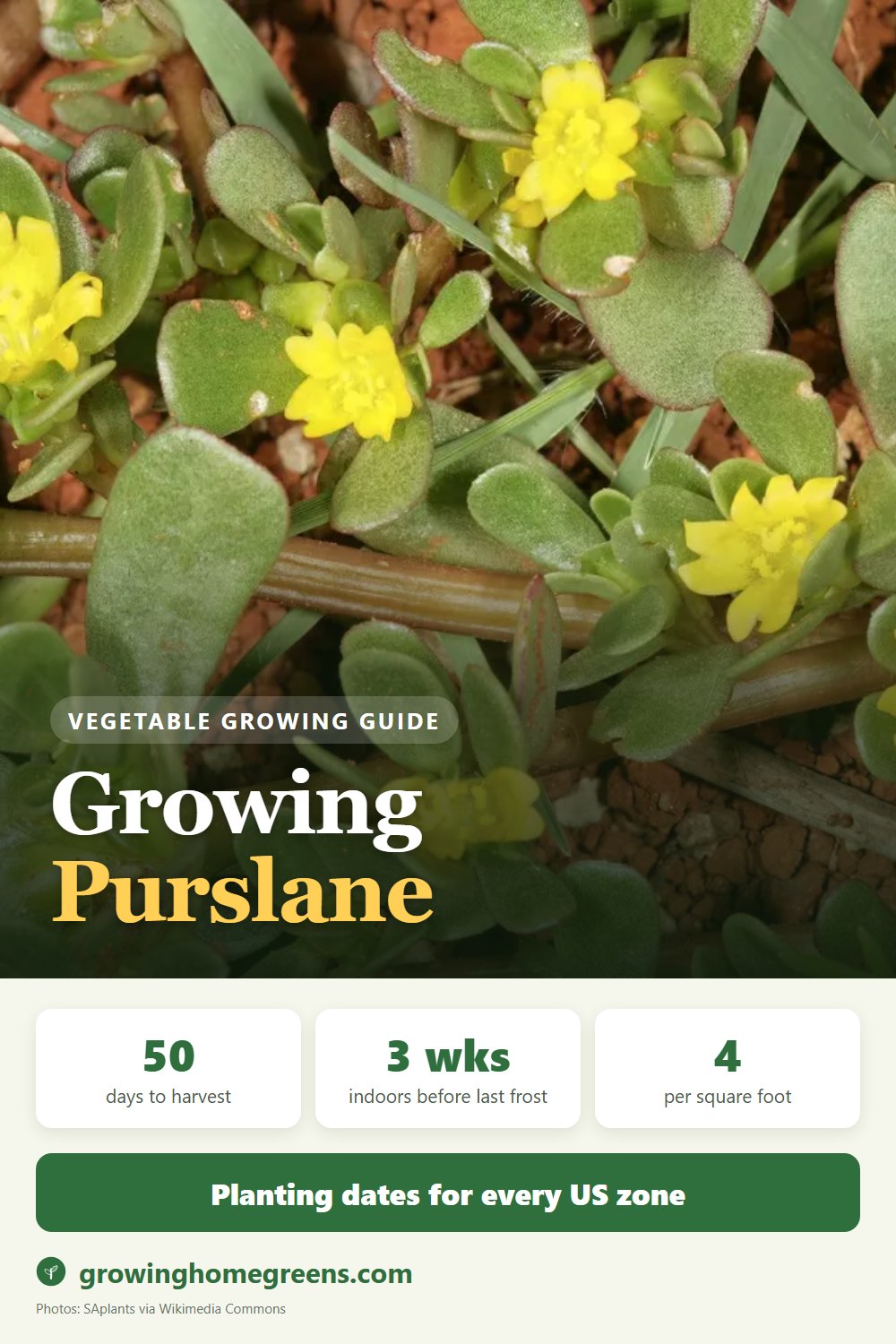 Purslane: growing guide