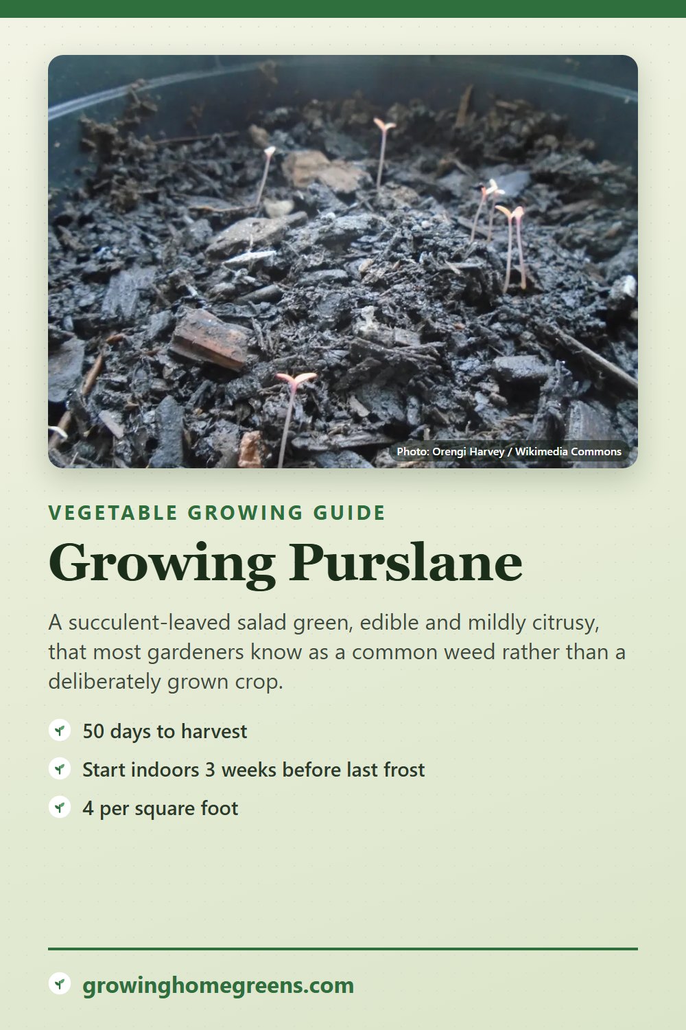 Purslane: growing guide