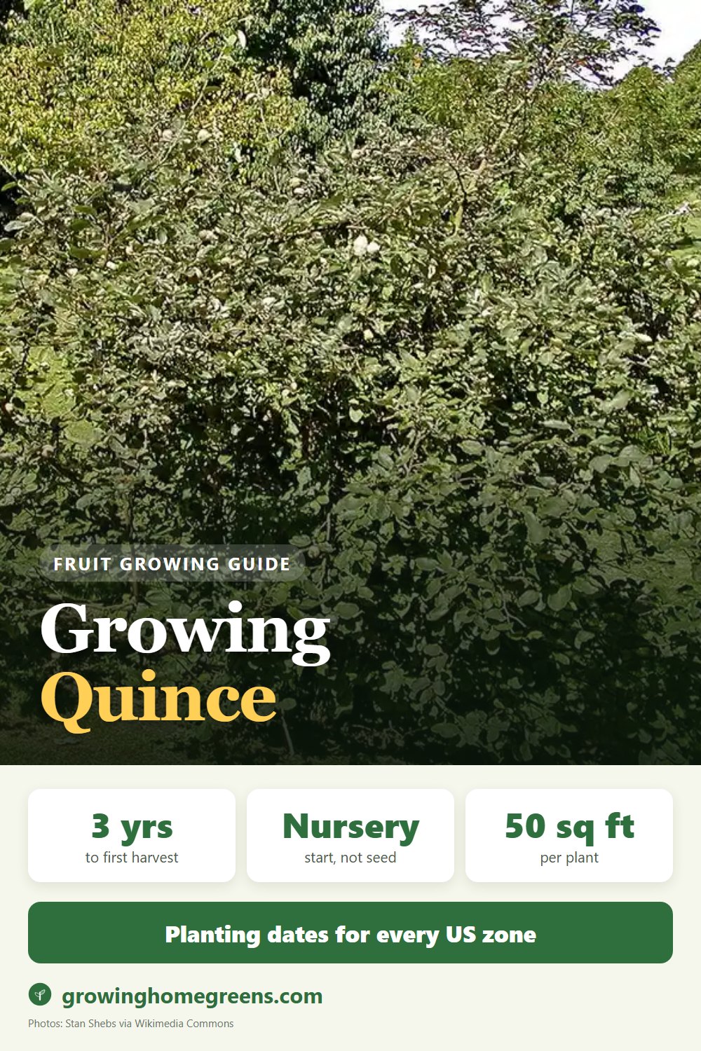 Quince: growing guide