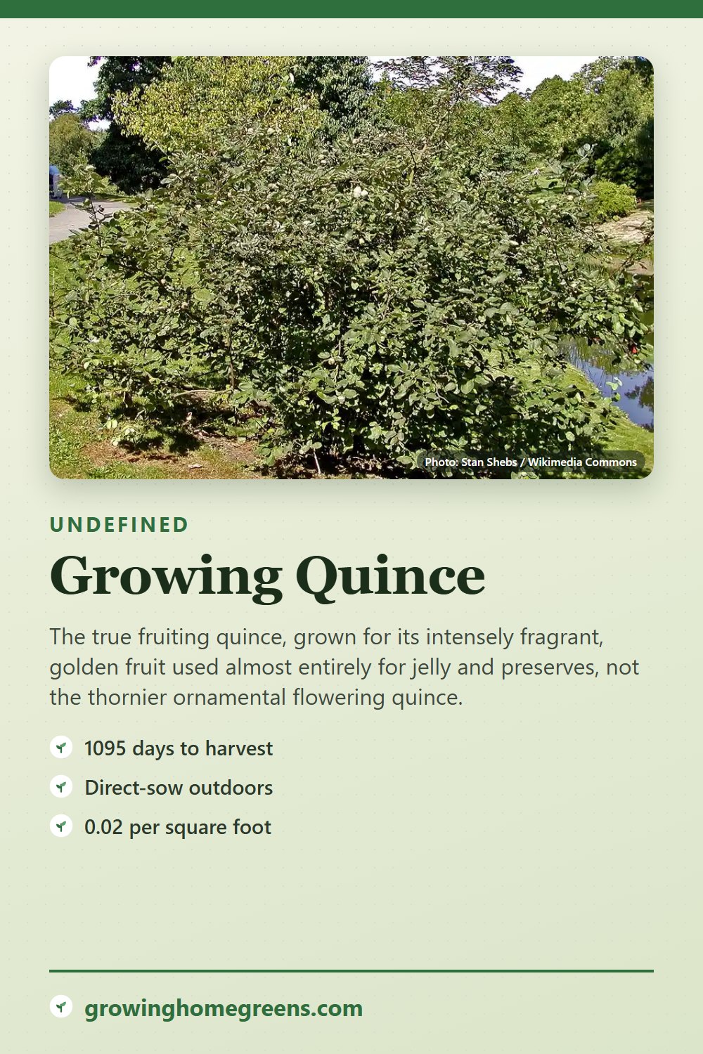 Quince: growing guide