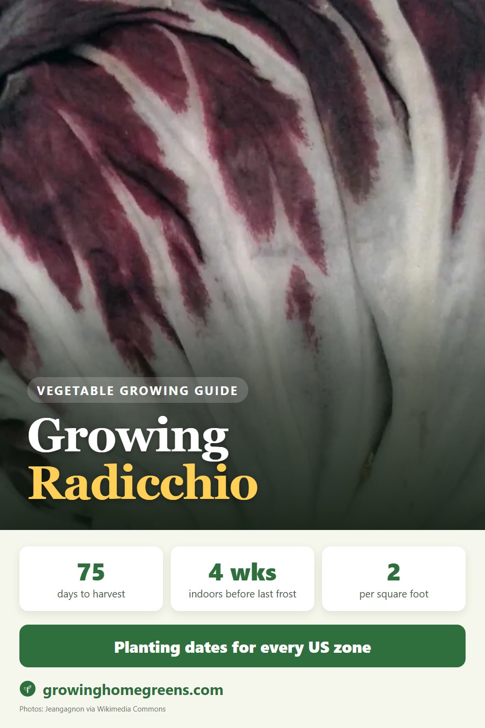 Radicchio: growing guide