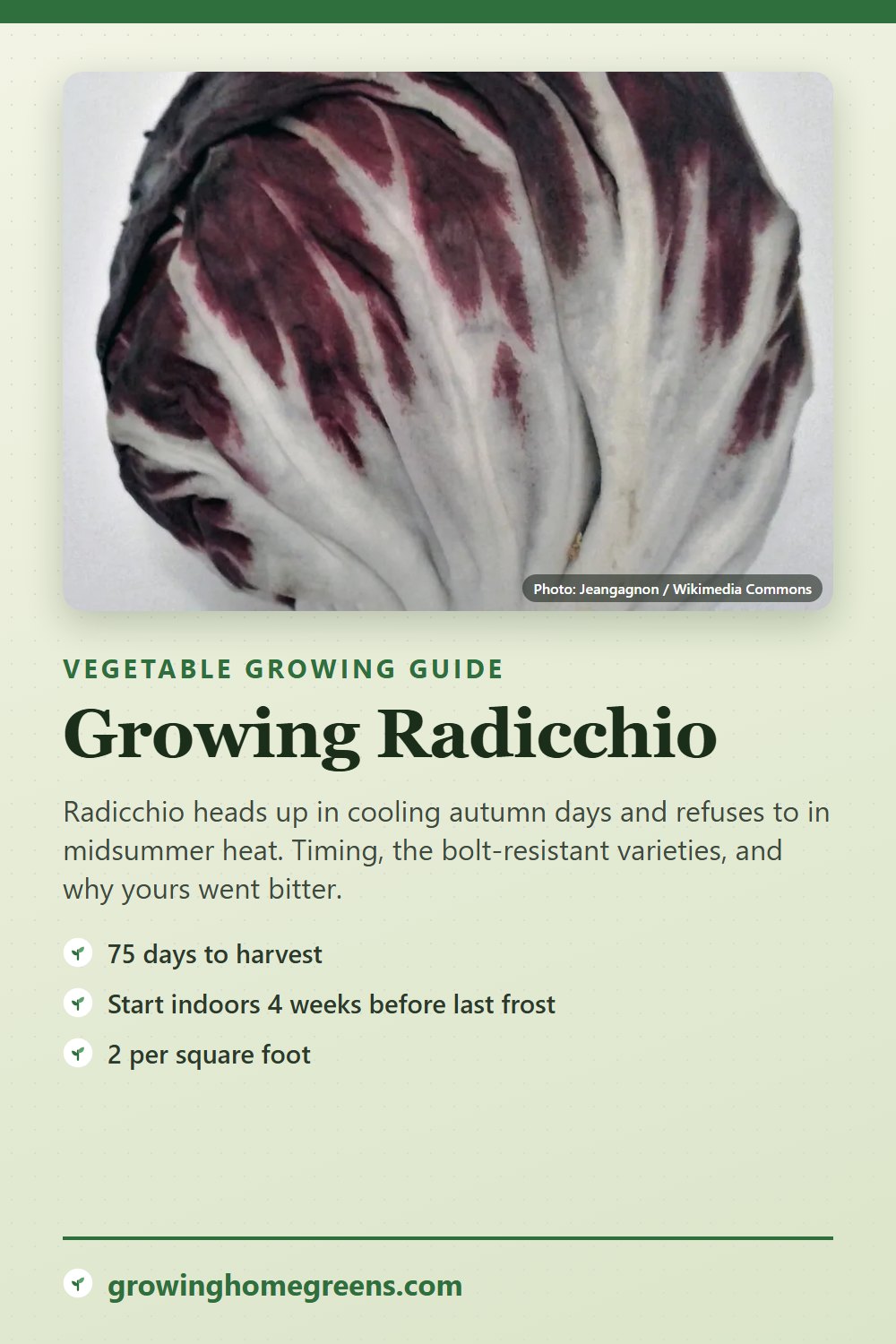 Radicchio: growing guide