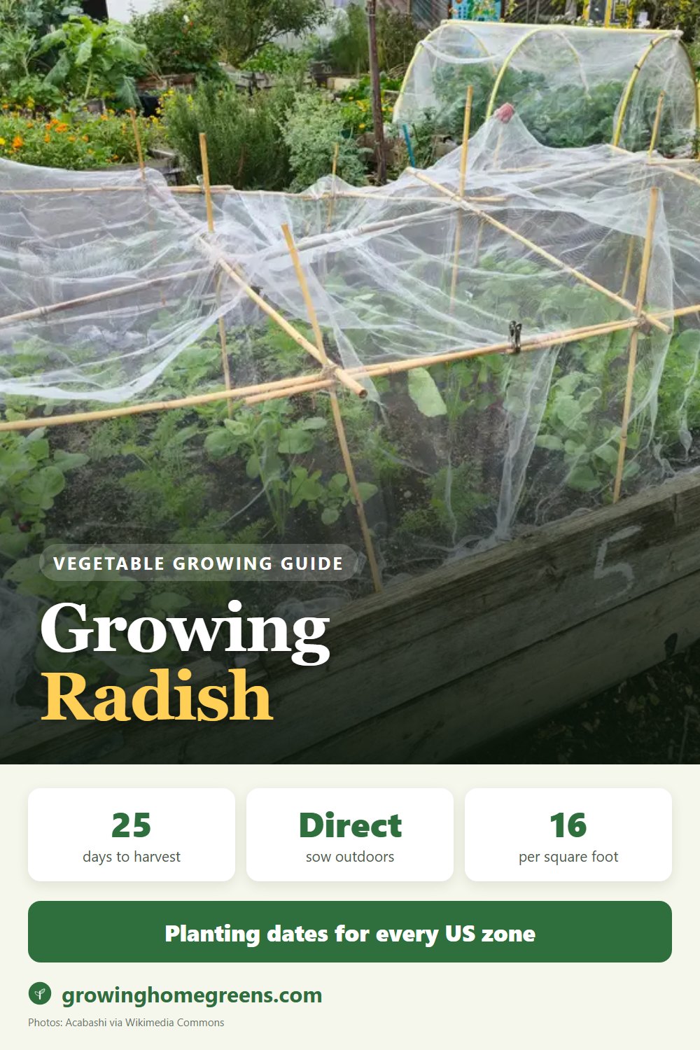 Radish: growing guide