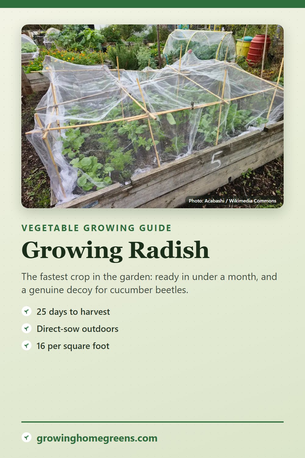 Radish: growing guide