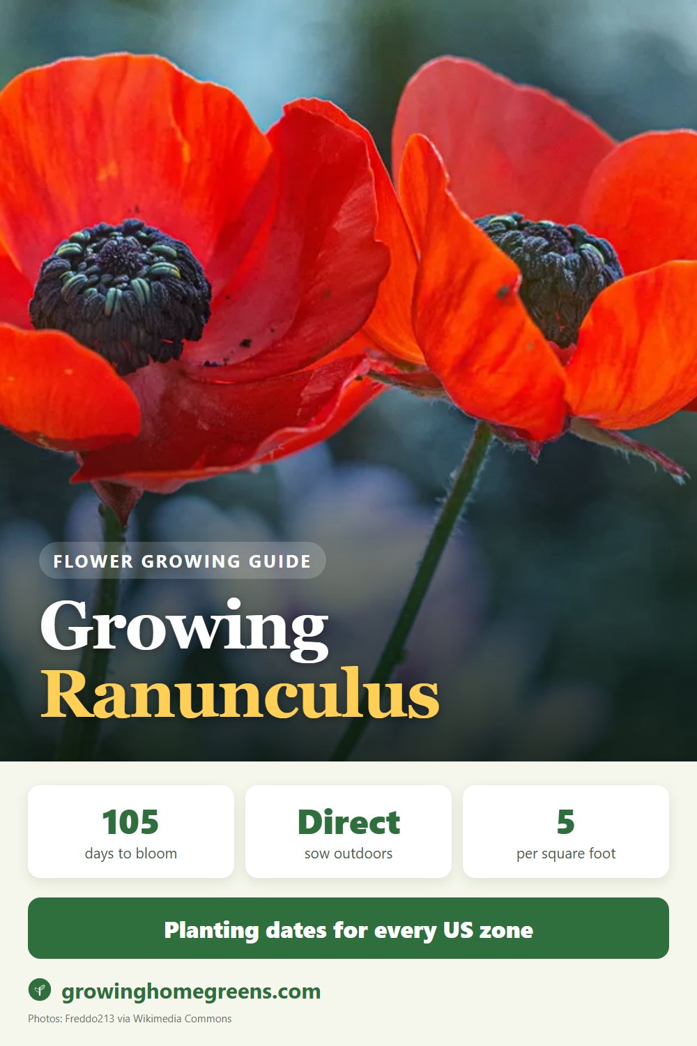 Ranunculus: growing guide