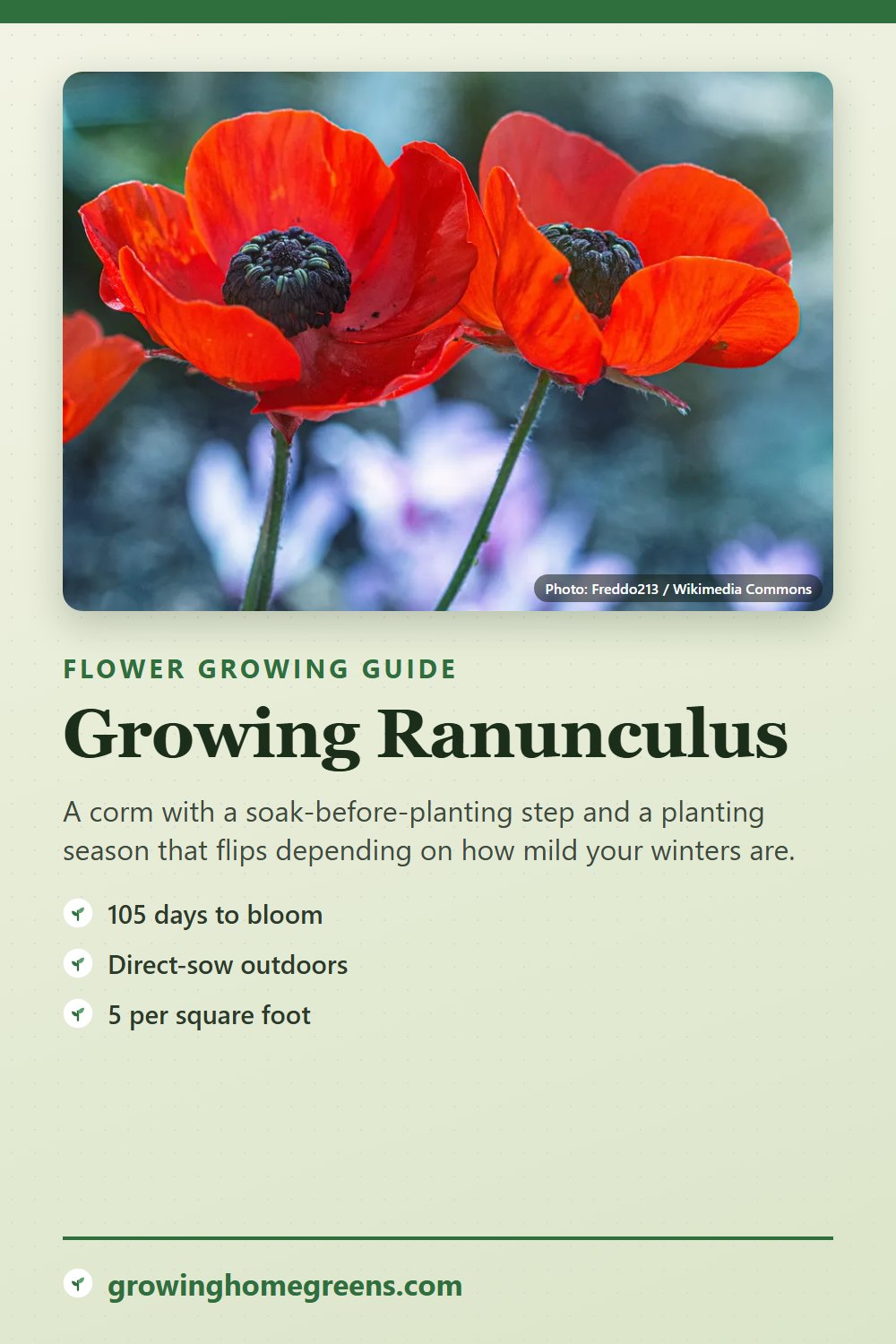 Ranunculus: growing guide