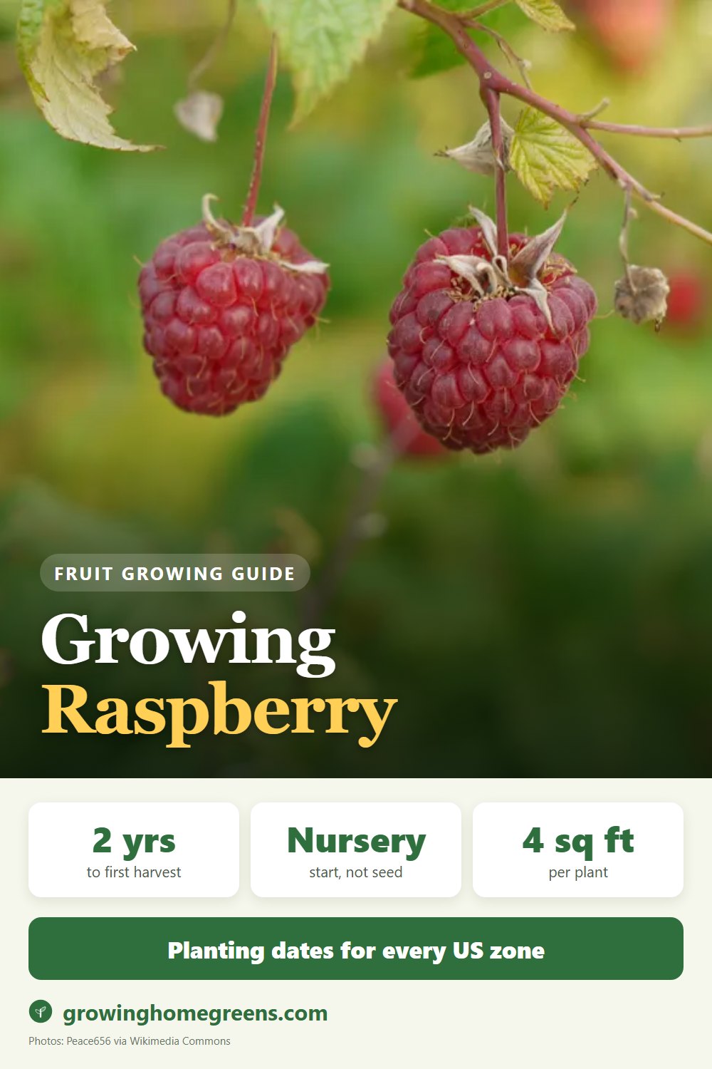 Raspberry: growing guide