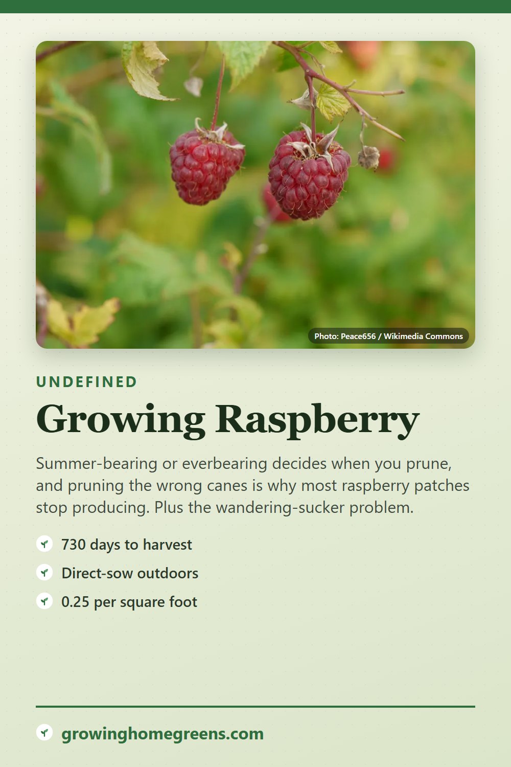 Raspberry: growing guide
