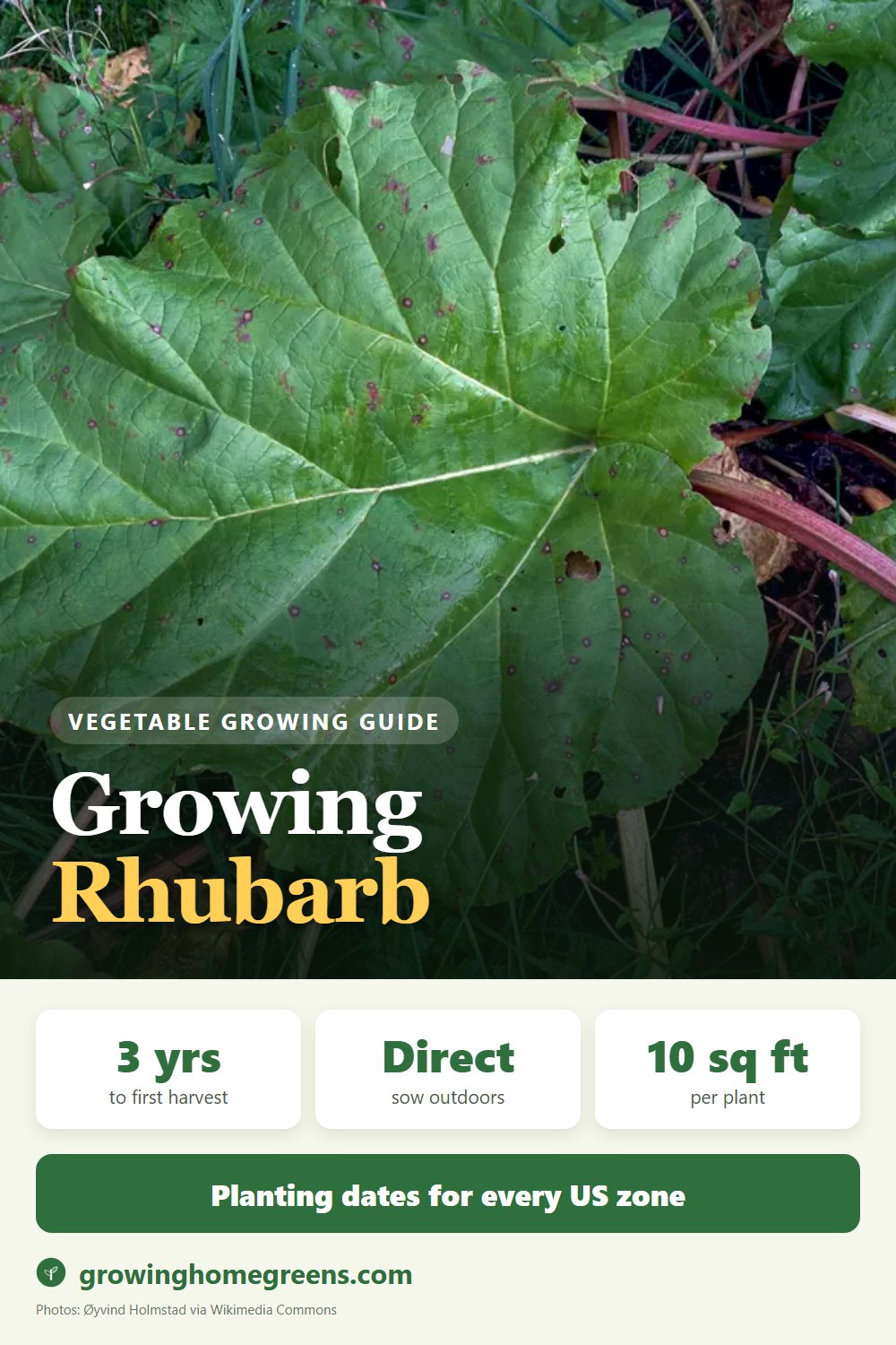 Growing Rhubarb in USDA zone 3b