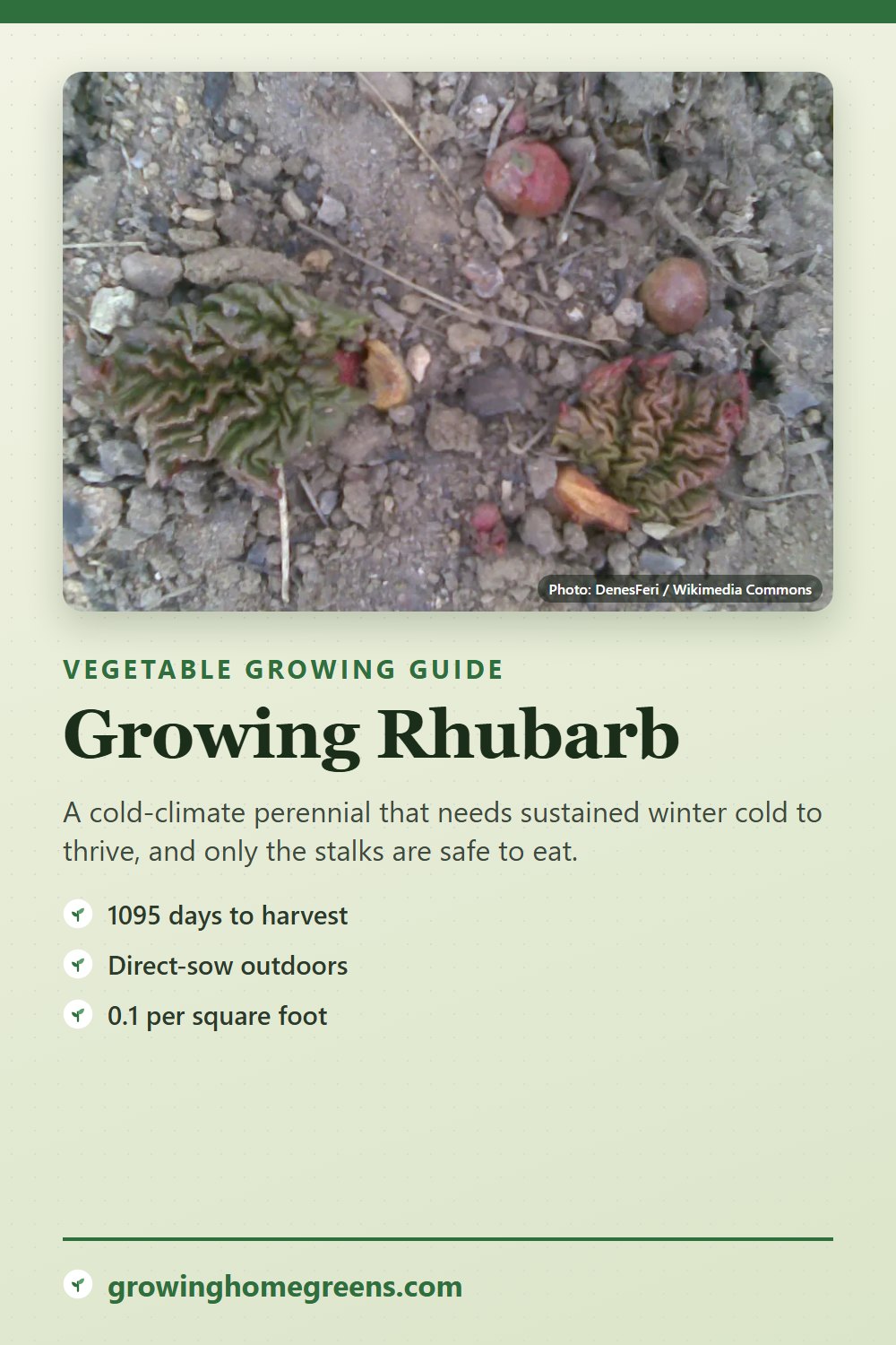 Rhubarb: growing guide