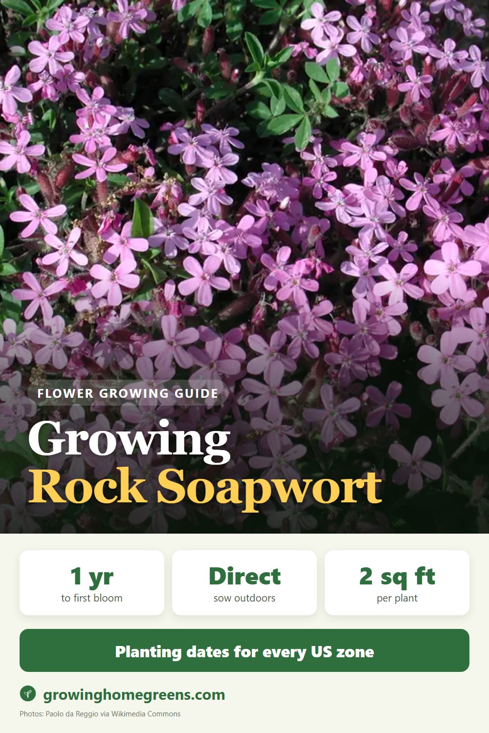 Rock Soapwort: growing guide