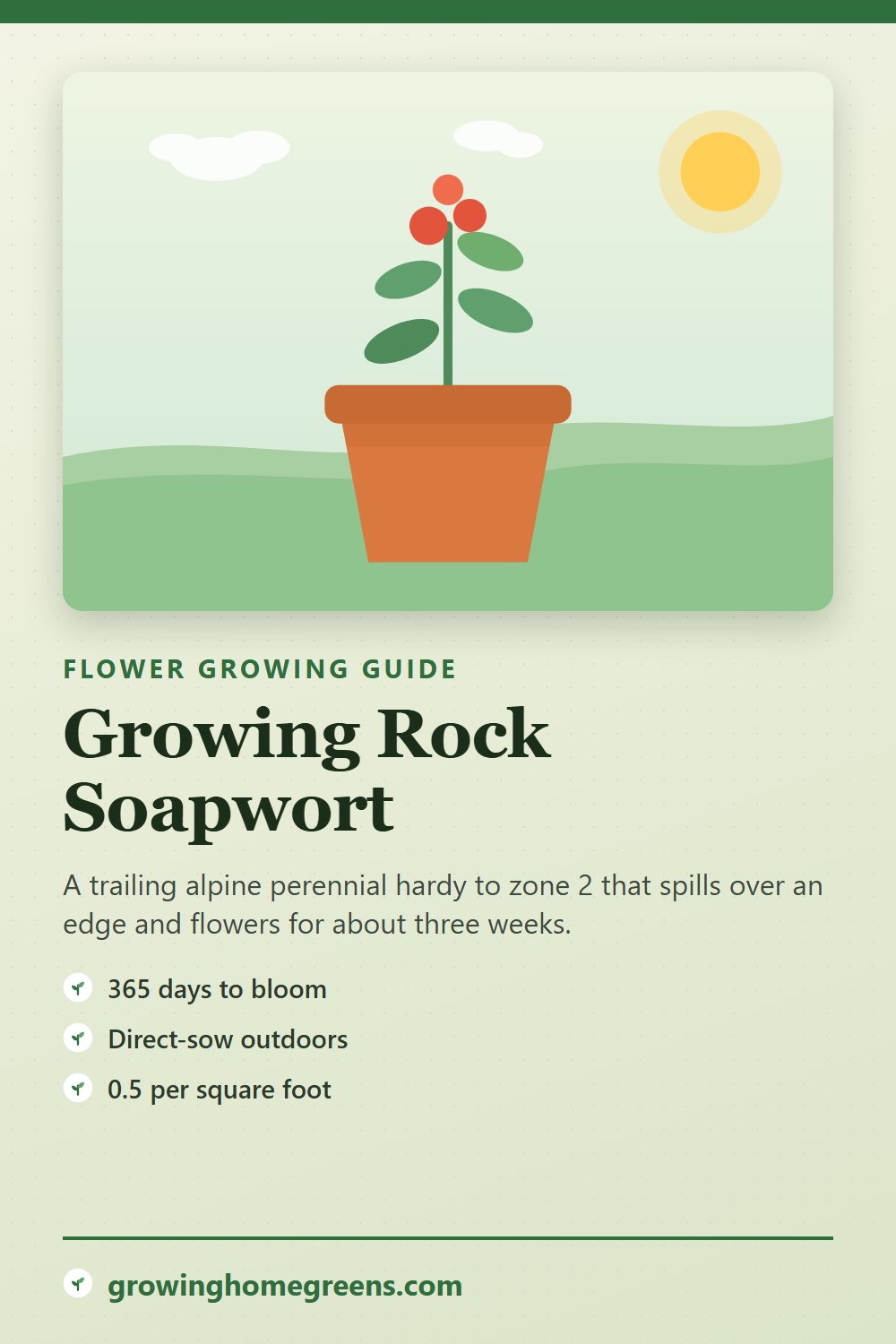 Rock Soapwort: growing guide