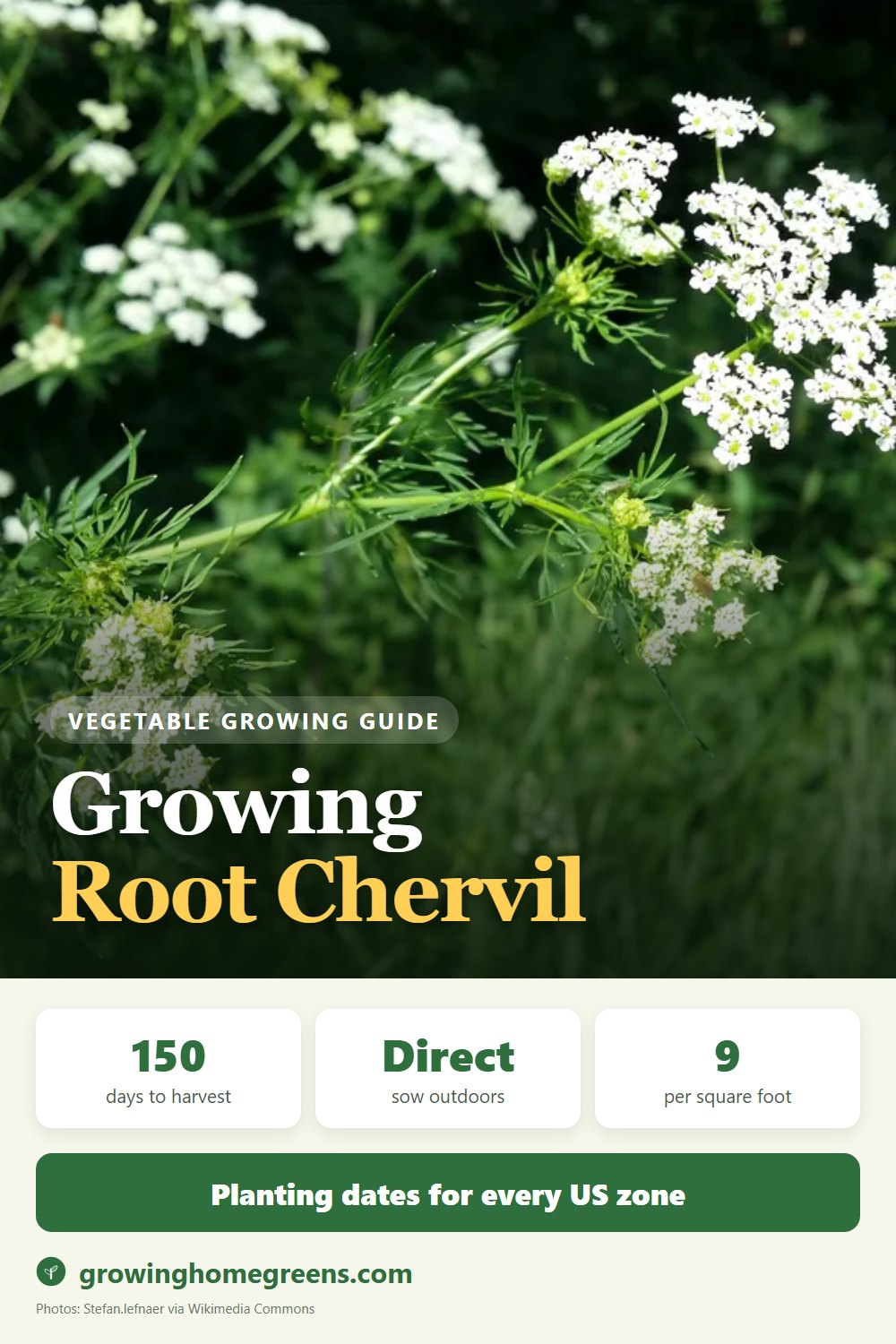 Root Chervil: growing guide
