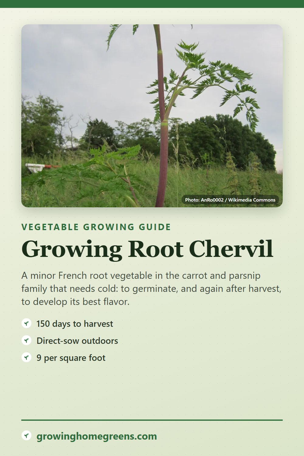 Root Chervil: growing guide