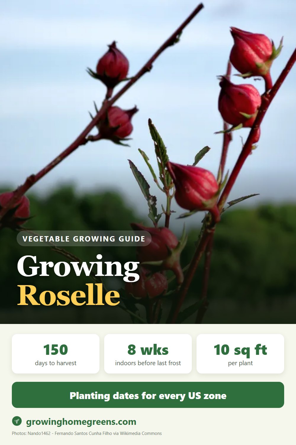 Roselle: growing guide