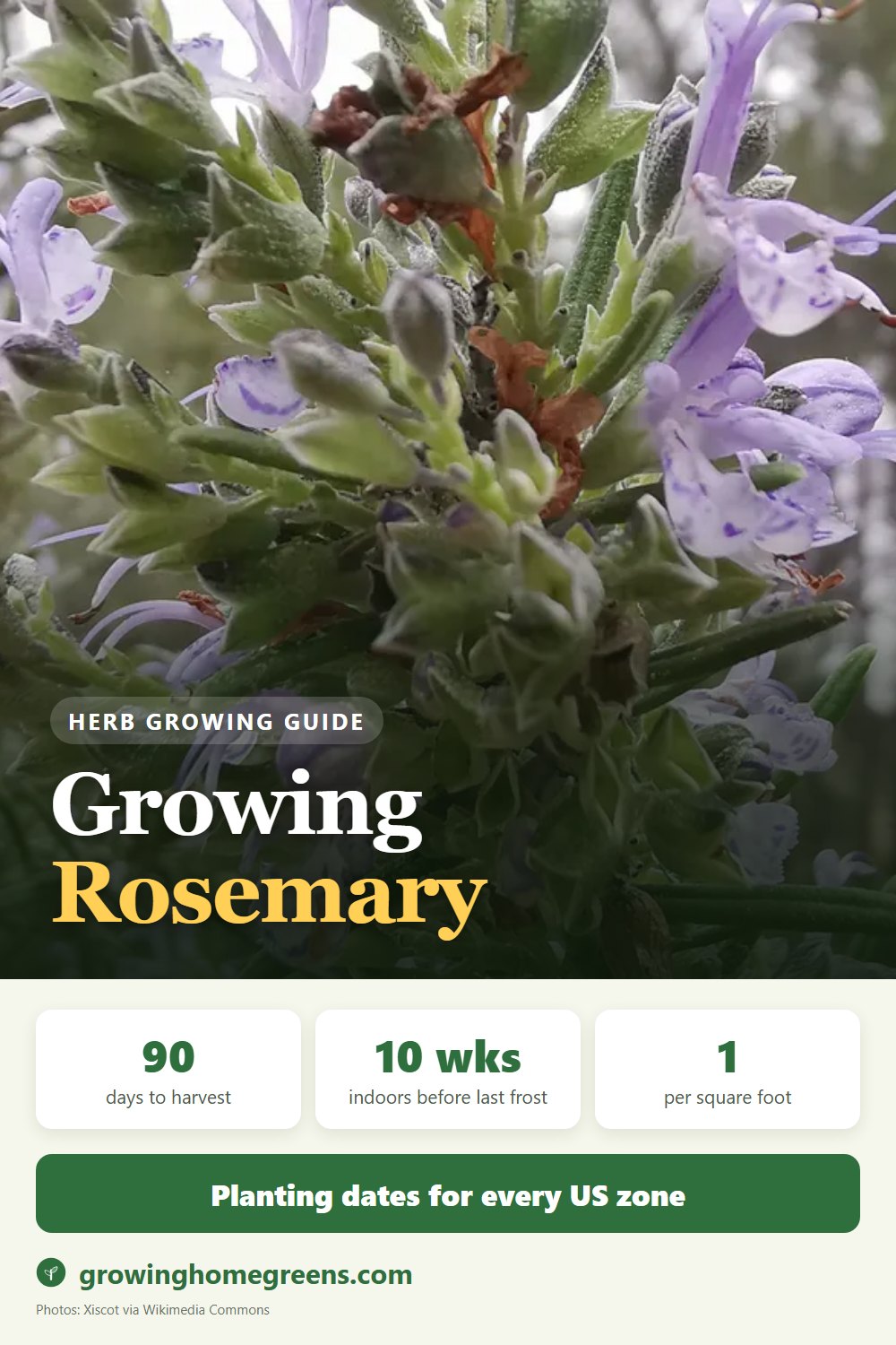 Rosemary: growing guide