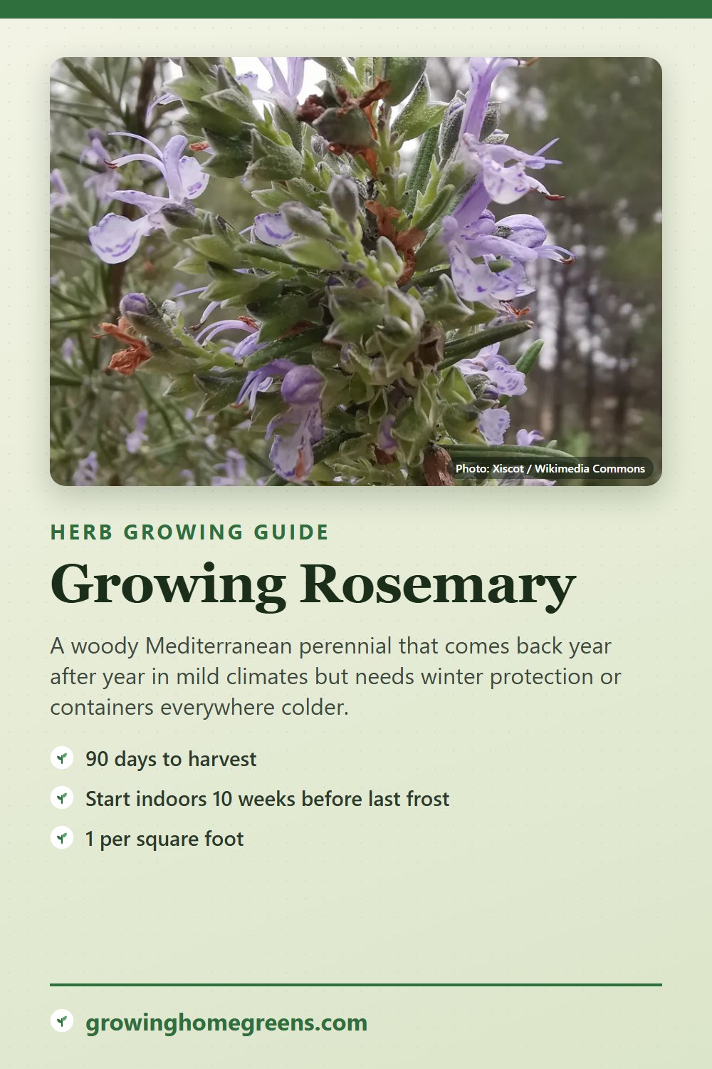 Rosemary: growing guide