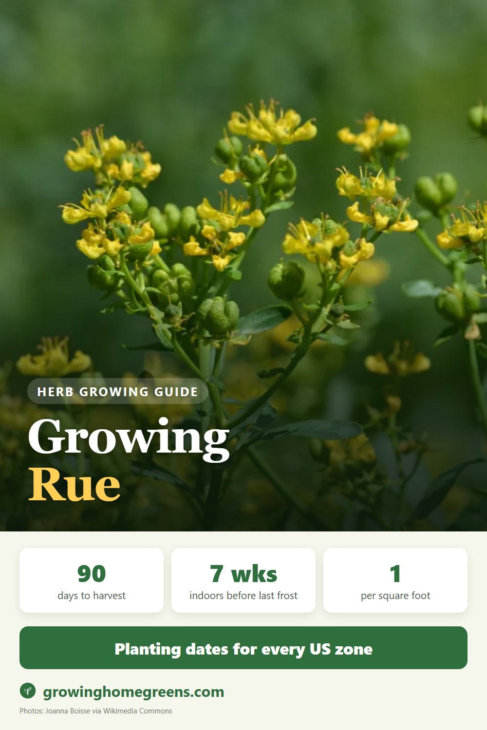 Rue: growing guide