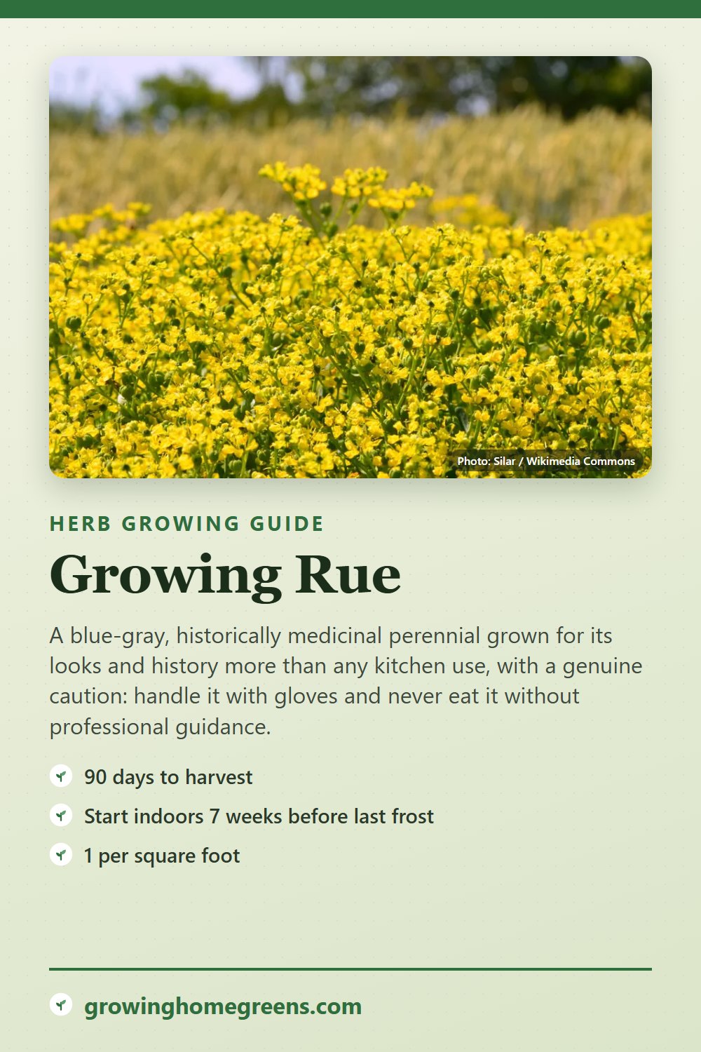 Rue: growing guide