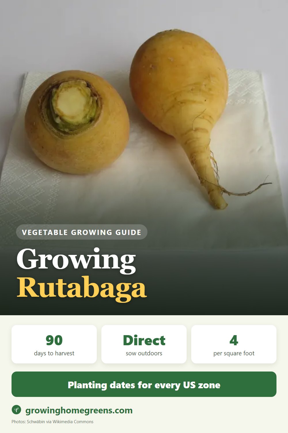 Rutabaga: growing guide
