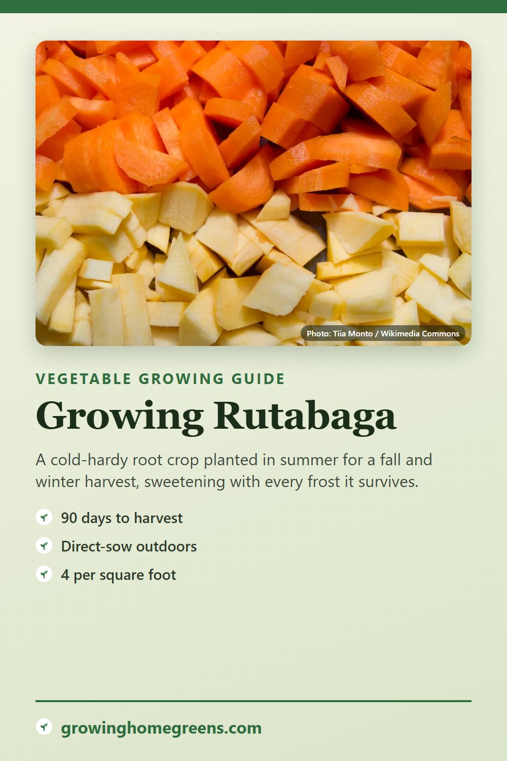 Rutabaga: growing guide