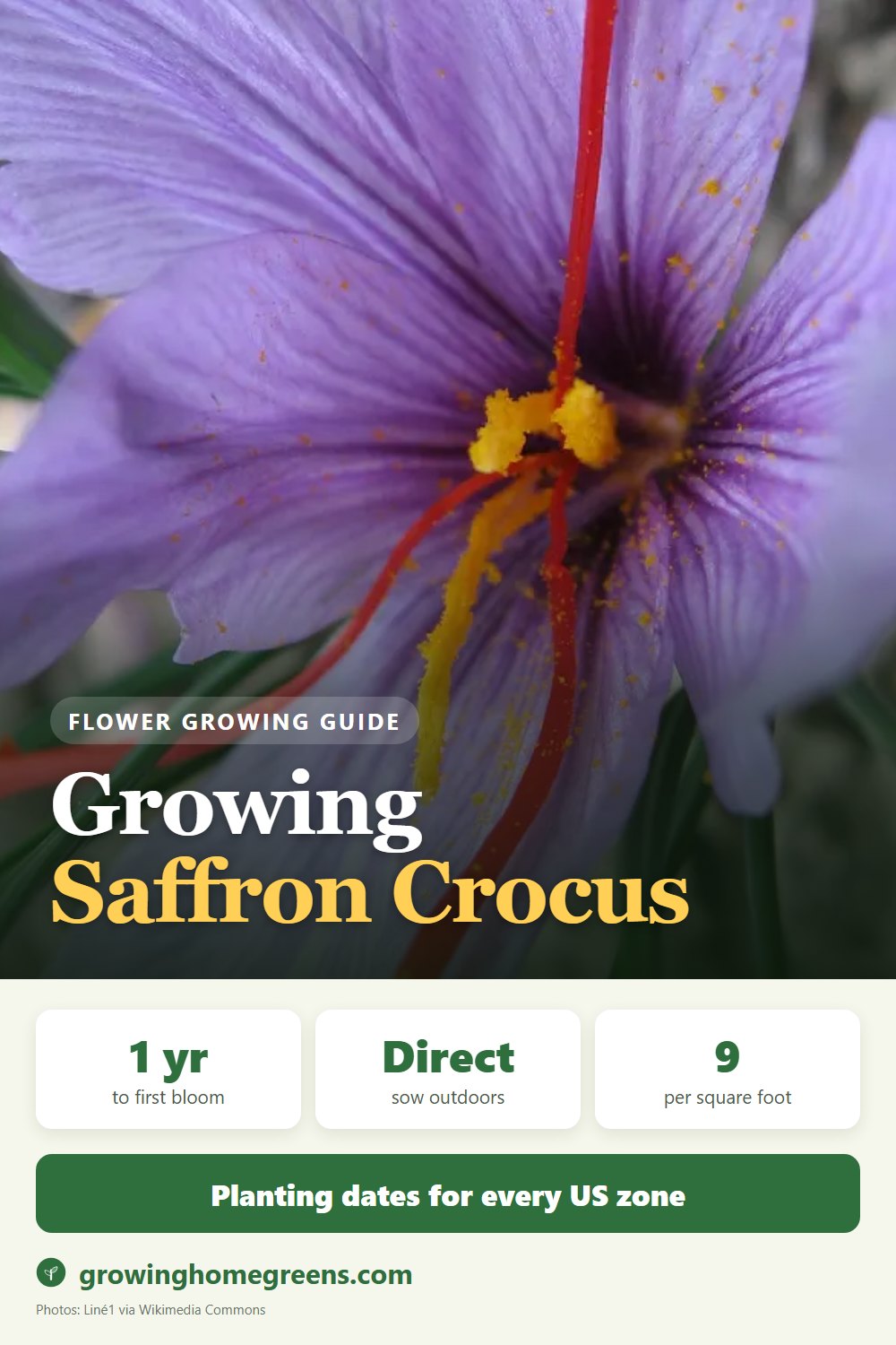 Saffron Crocus: growing guide