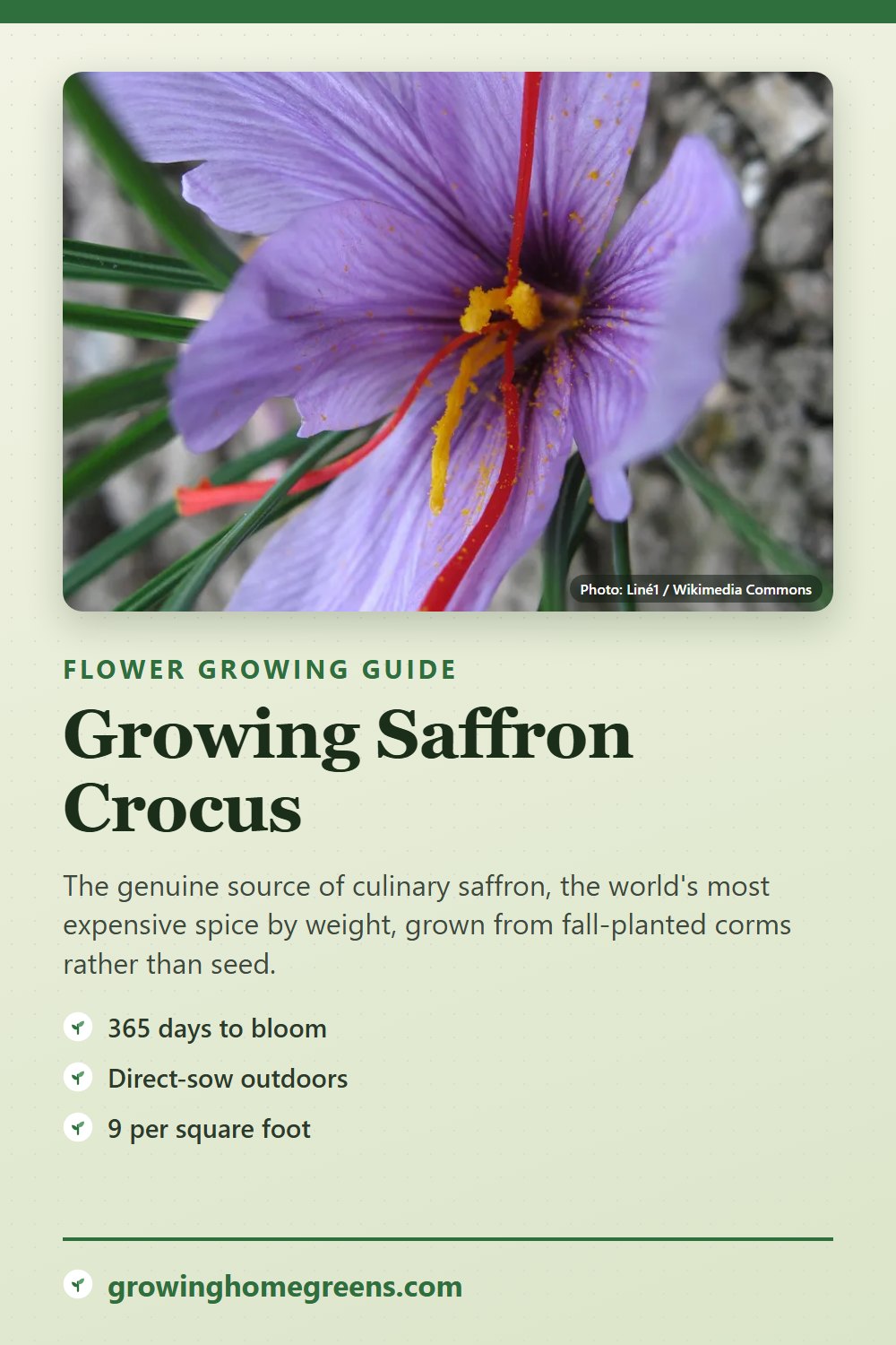 Saffron Crocus: growing guide