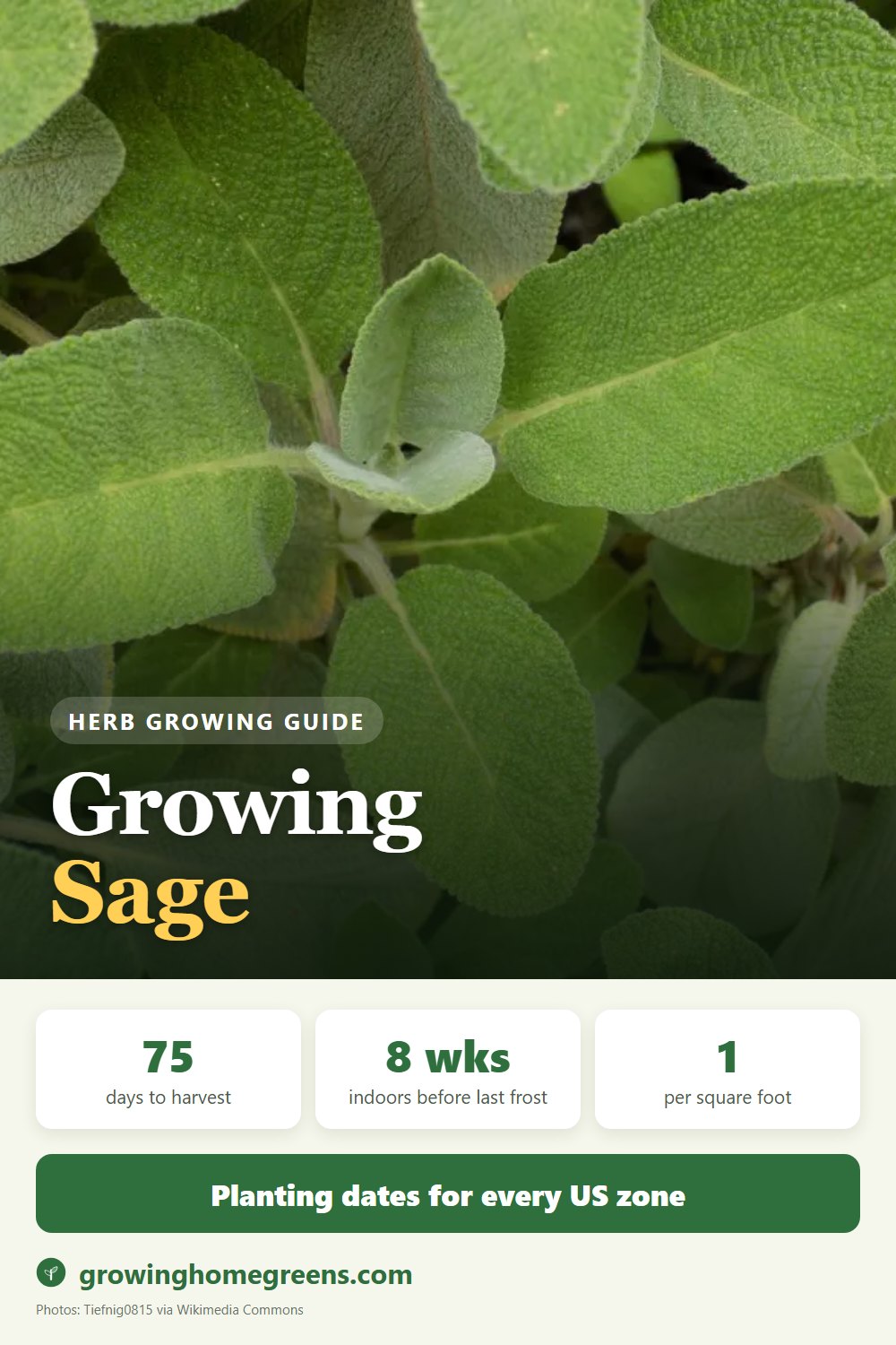 Sage: growing guide