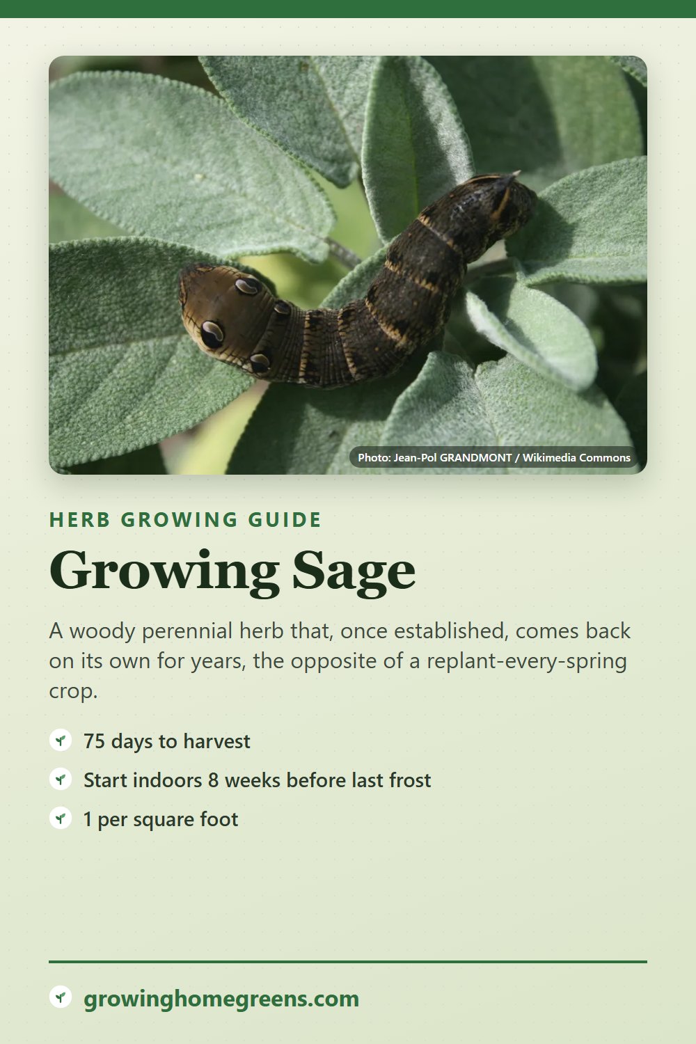 Sage: growing guide