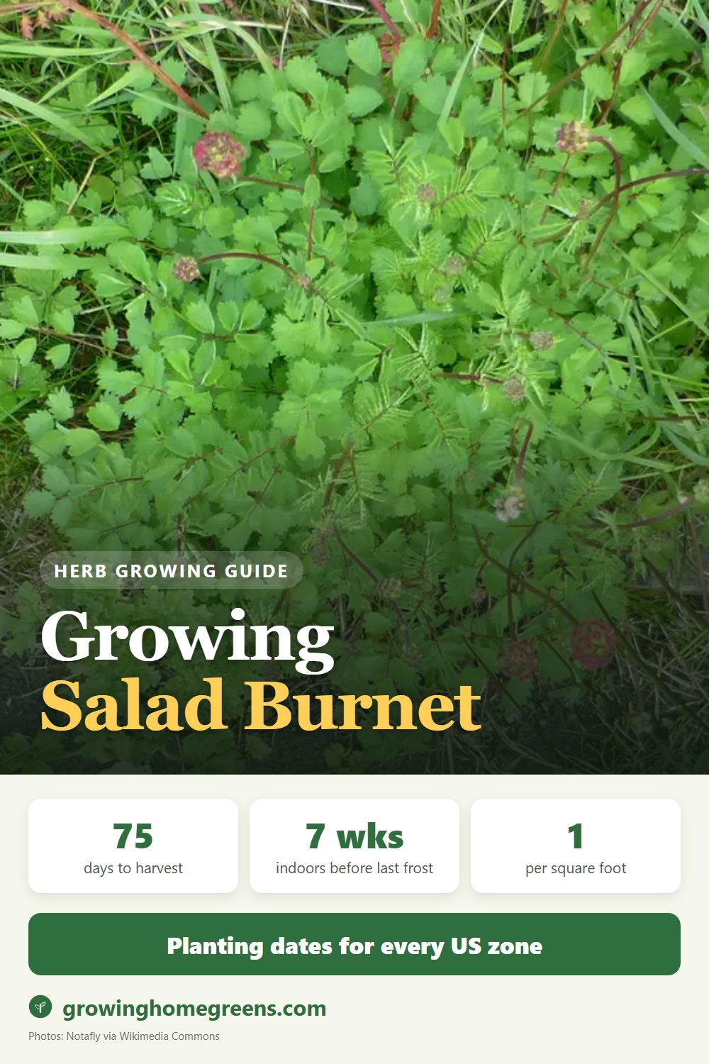 Salad Burnet: growing guide