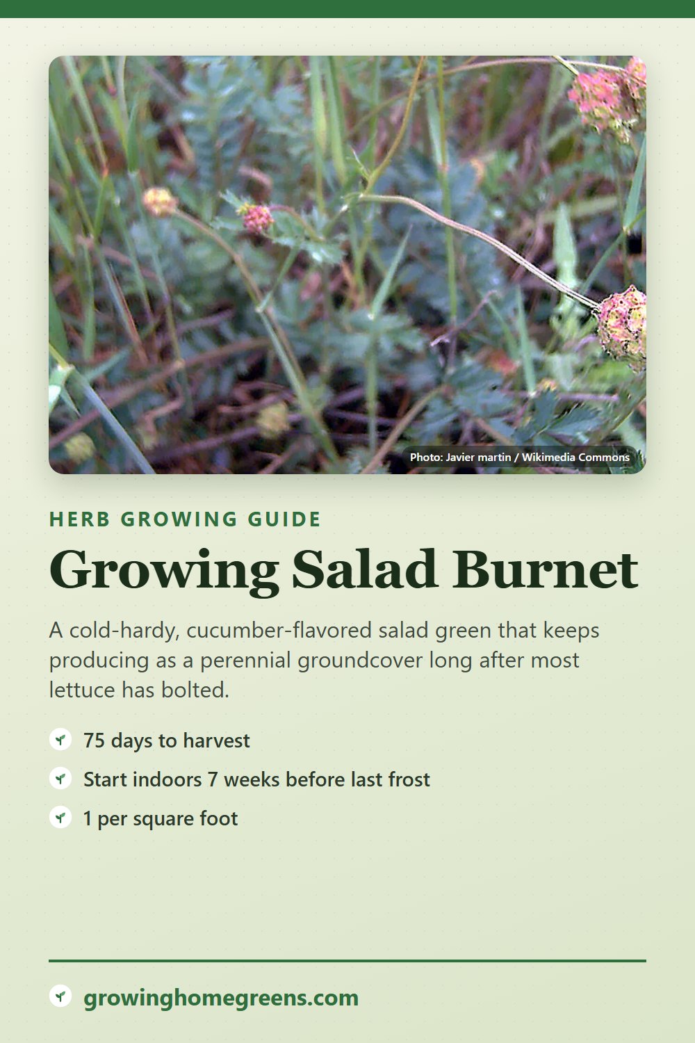 Salad Burnet: growing guide