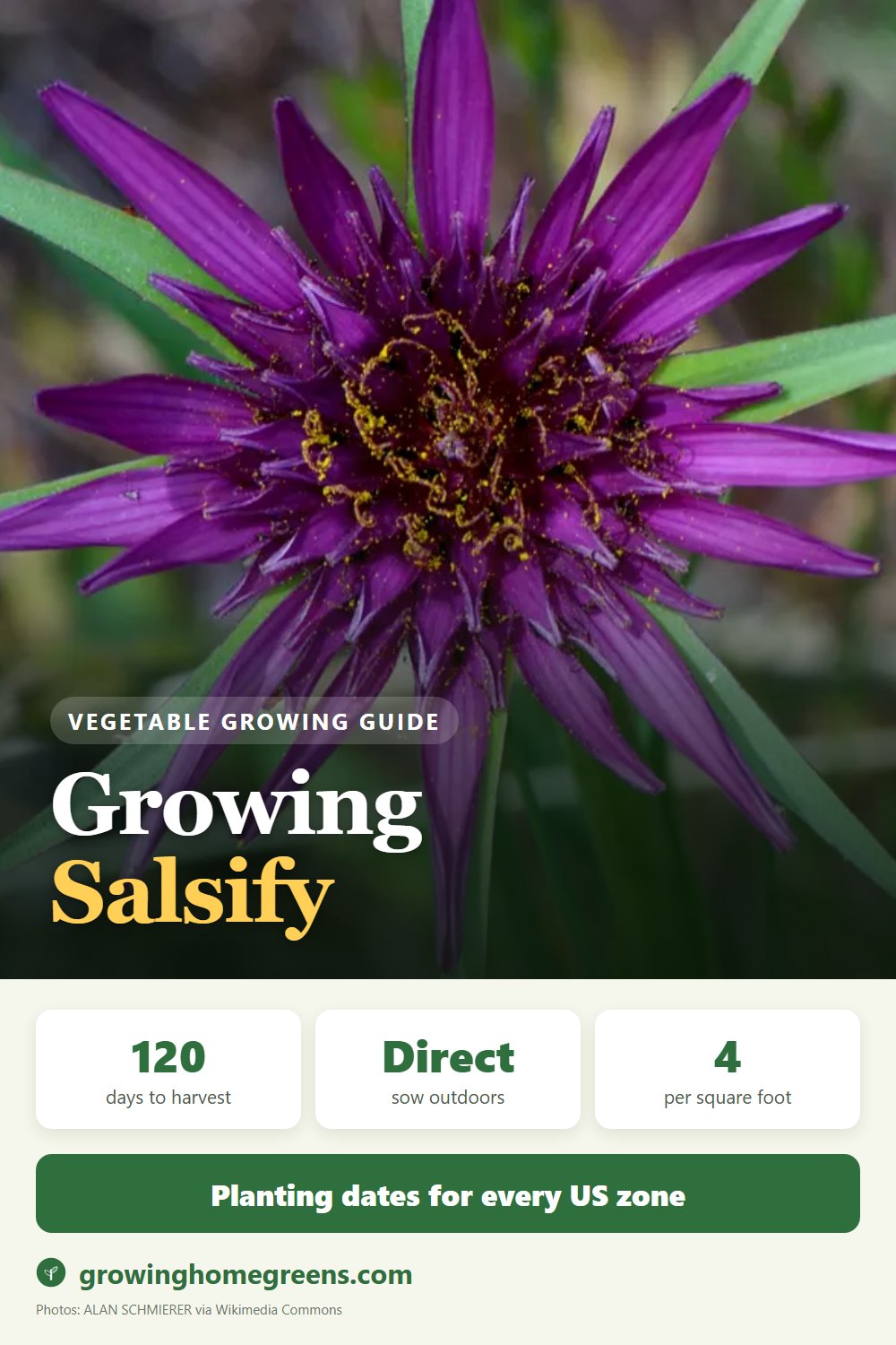 Salsify: growing guide