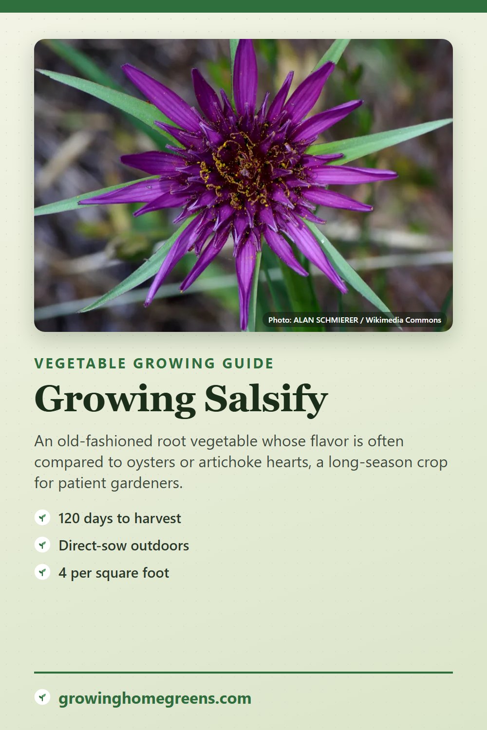 Salsify: growing guide