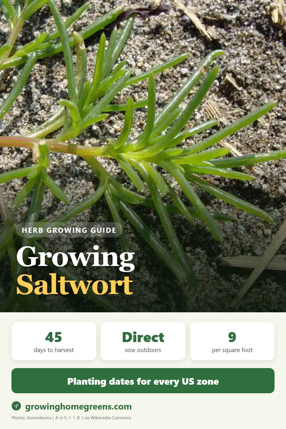 Saltwort: growing guide