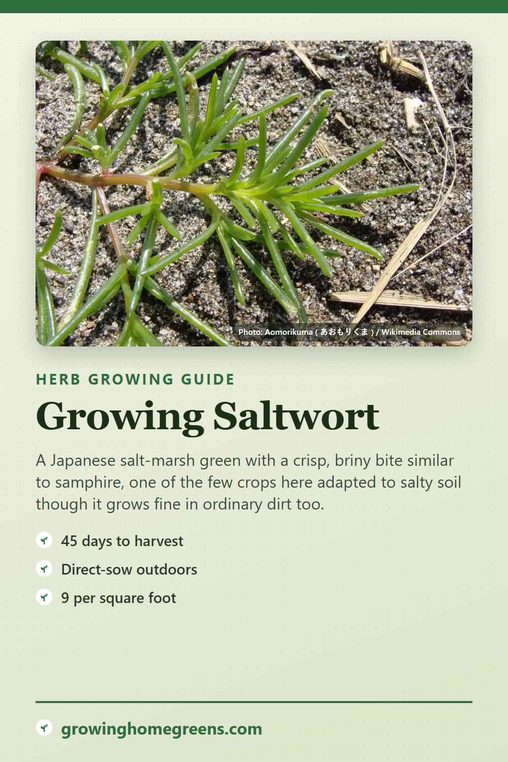 Saltwort: growing guide