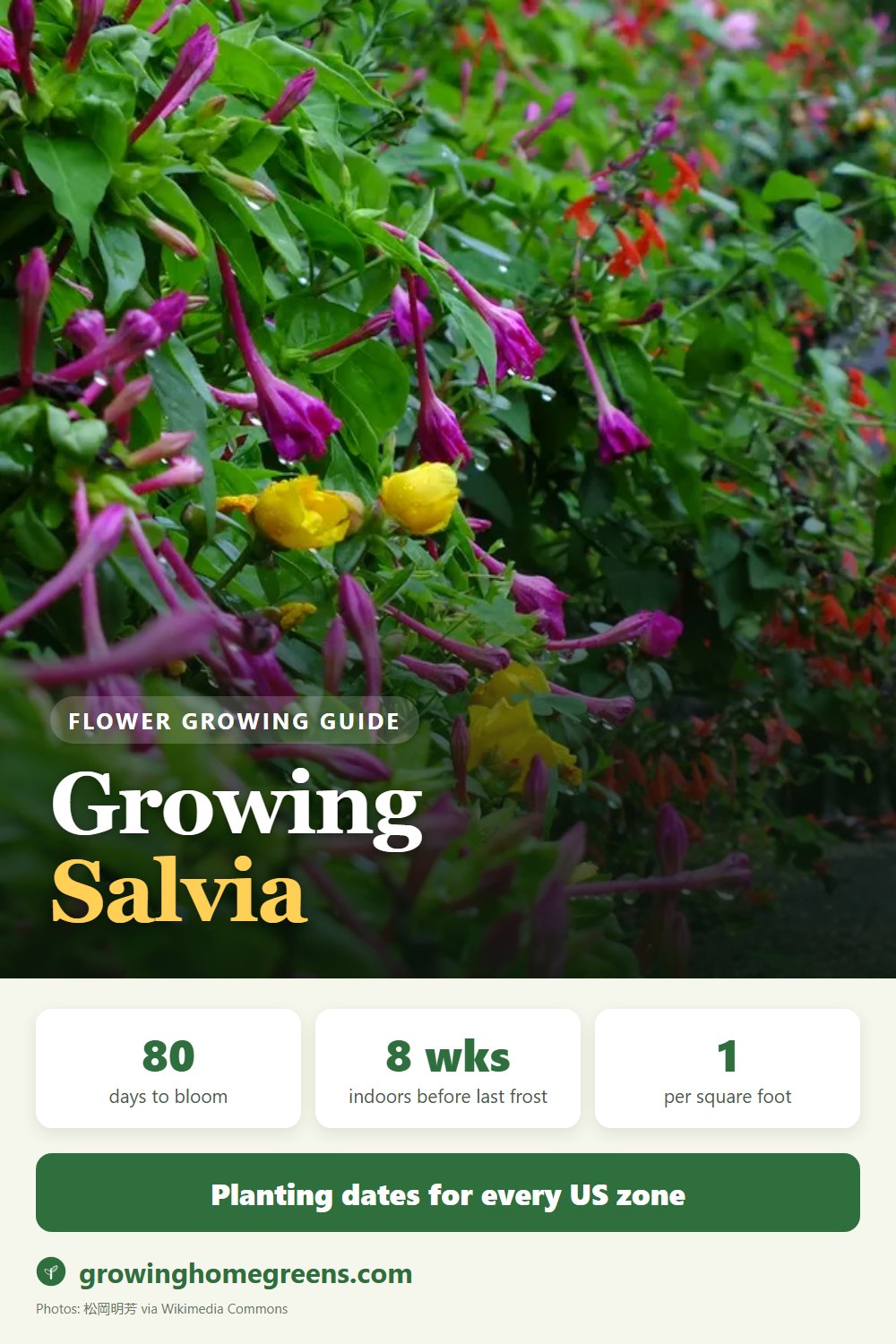 Salvia (Scarlet Sage): growing guide