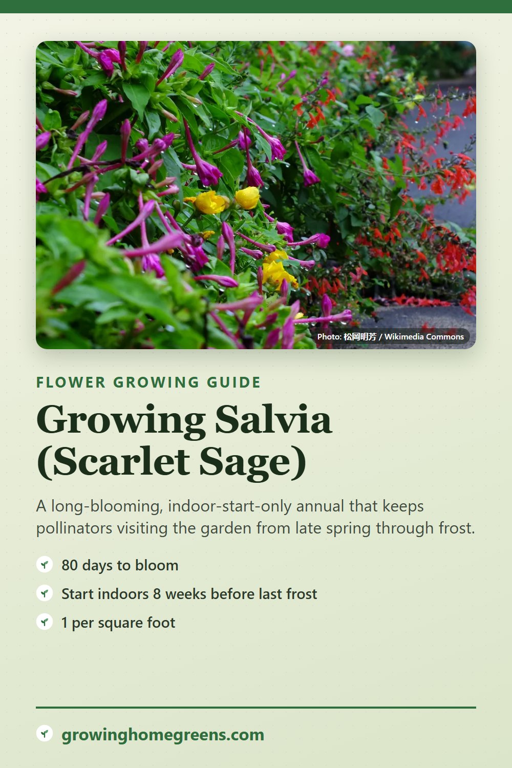 Salvia (Scarlet Sage): growing guide