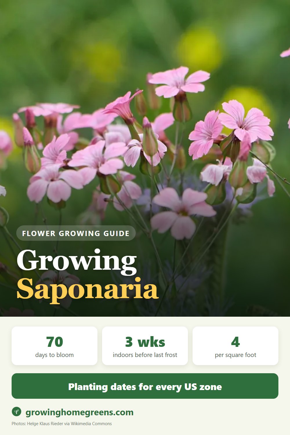 Saponaria (Soapwort): growing guide