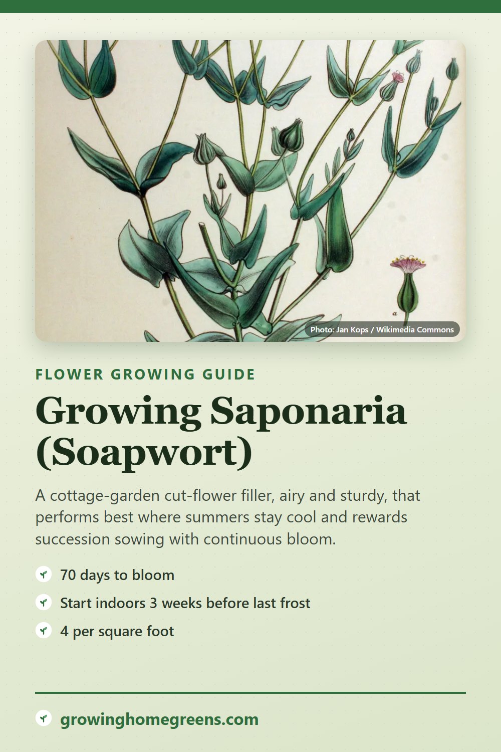 Saponaria (Soapwort): growing guide