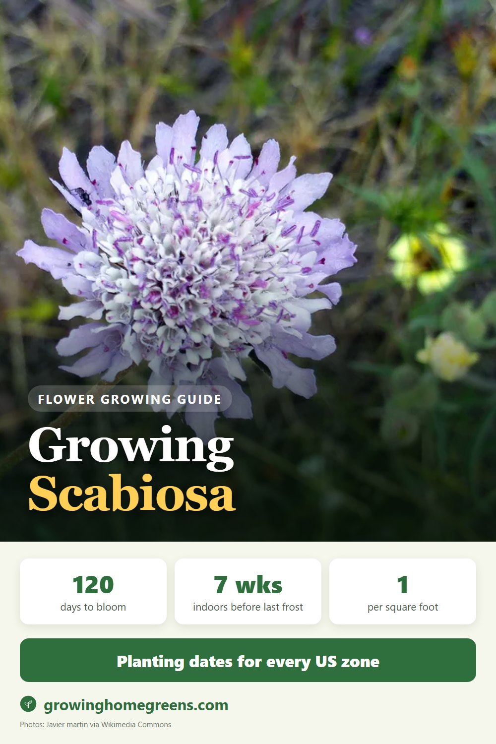 Scabiosa (Pincushion Flower): growing guide