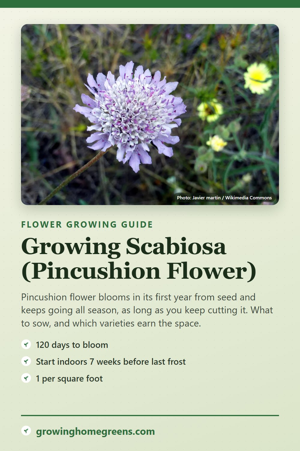 Scabiosa (Pincushion Flower): growing guide