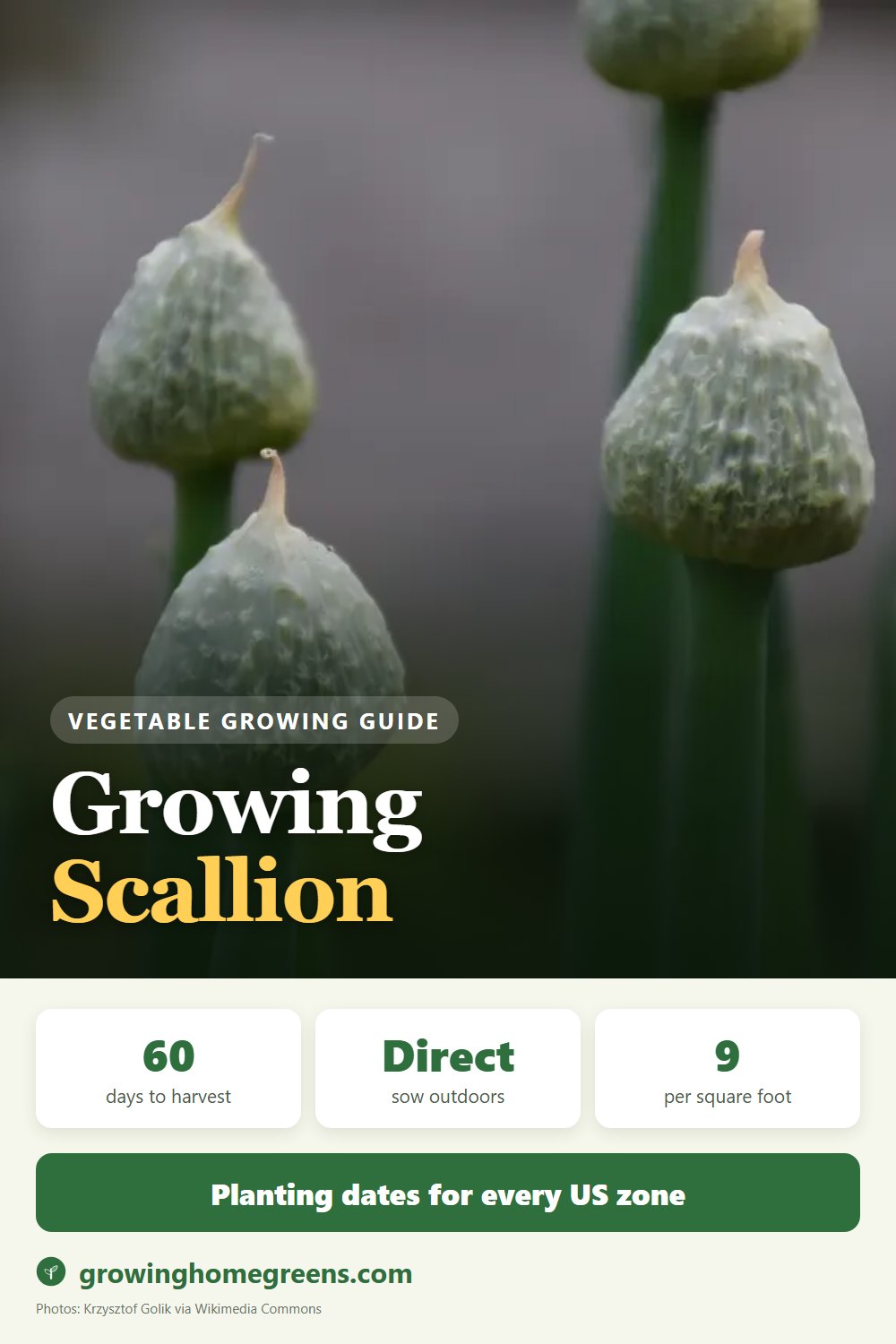 Scallion (Green Onion): growing guide