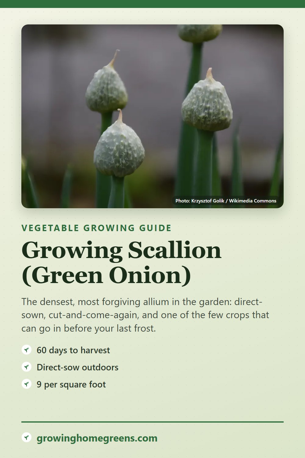 Scallion (Green Onion): growing guide